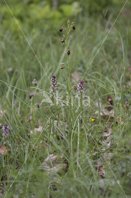 Woodcock orchid x Spider Orchid (Ophrys scolopax x aranifera )