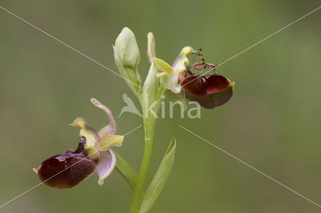 Woodcock orchid x Spider Orchid (Ophrys scolopax x aranifera )