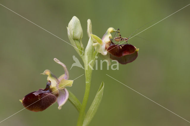 Sniporchis x Spinnenorchis (Ophrys scolopax x aranifera )