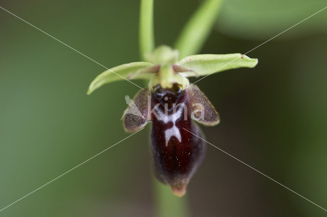 Sniporchis x Vliegenorchis (Ophrys scolopax x insectifera )