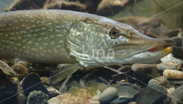 Snoek (Esox lucius)