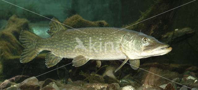 Snoek (Esox lucius)