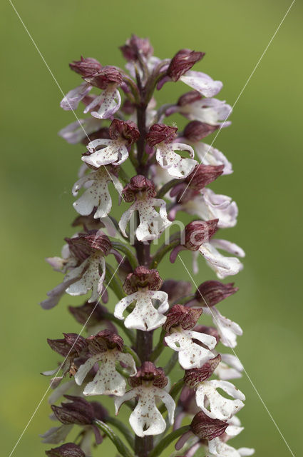 Soldaatje x Purperorchis (Orchis militaris x Orchis purpurea)