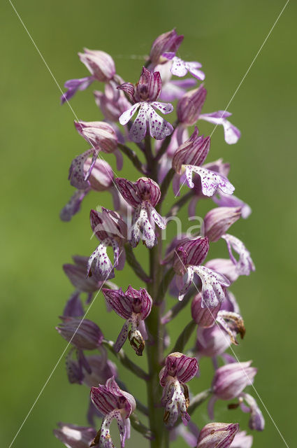 Soldaatje x Purperorchis (Orchis militaris x Orchis purpurea)