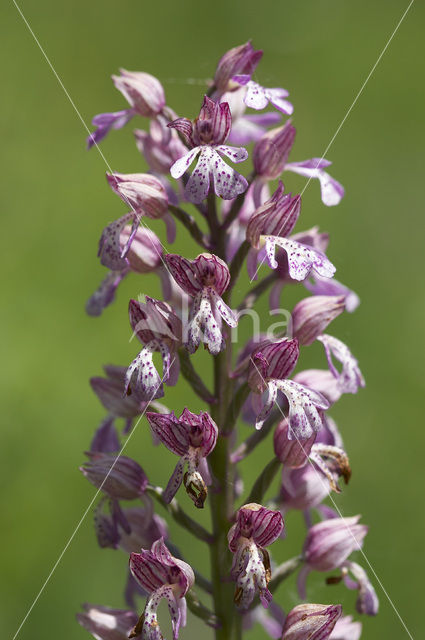 Military Orchid x Lady Orchid (Orchis militaris x Orchis purpurea)