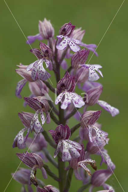 Soldaatje x Purperorchis (Orchis militaris x Orchis purpurea)