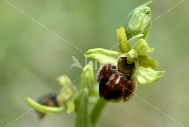 Early Spider Orchid (Ophrys sphegodes)