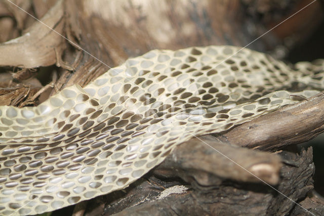 Spuwende cobra (Naja sputatrix)