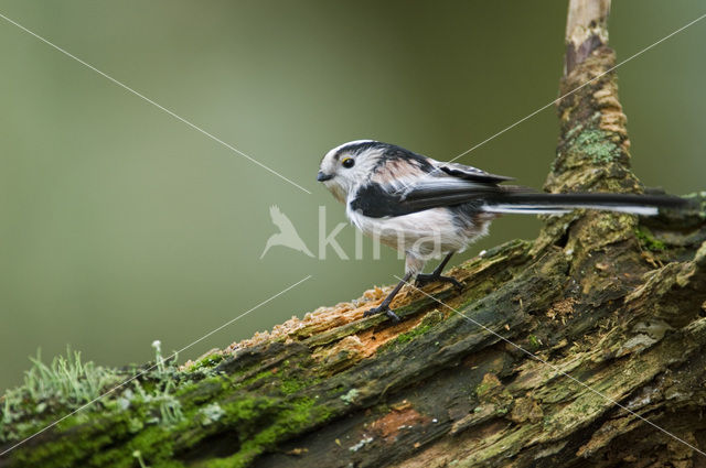 Long-tailed Tit (Aegithalos caudatus)