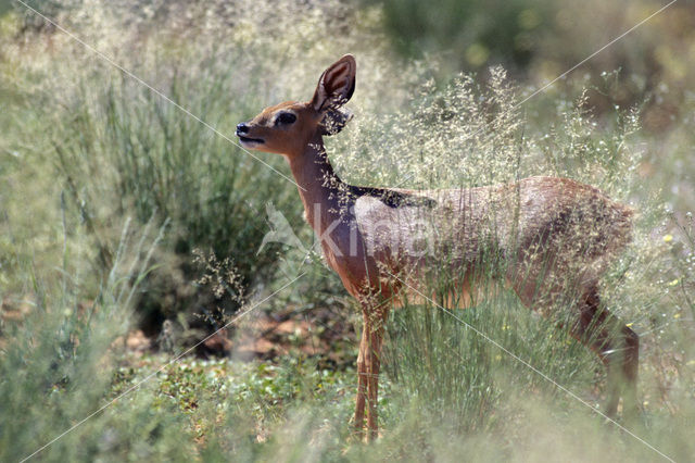 Steinbuck (Raphicerus campestris)