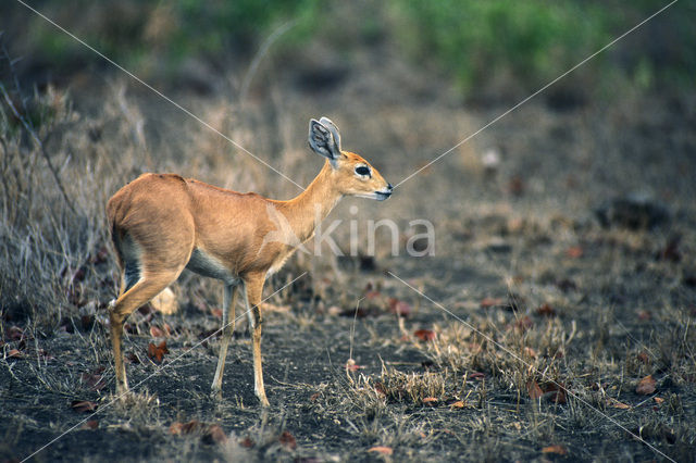 Steenbokantilope (Raphicerus campestris)