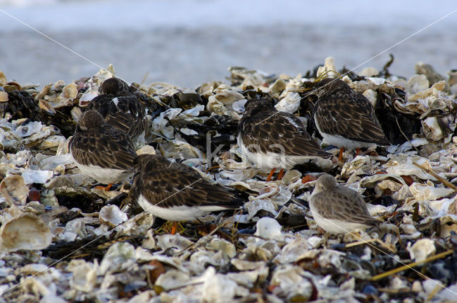 Ruddy Turnstone (Arenaria interpres)