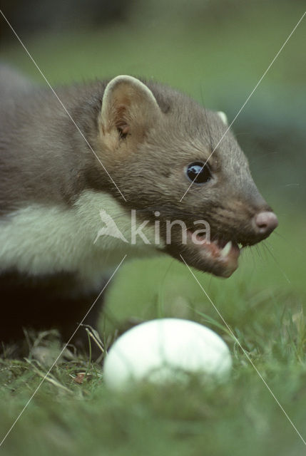 Beech Marten (Martes foina)
