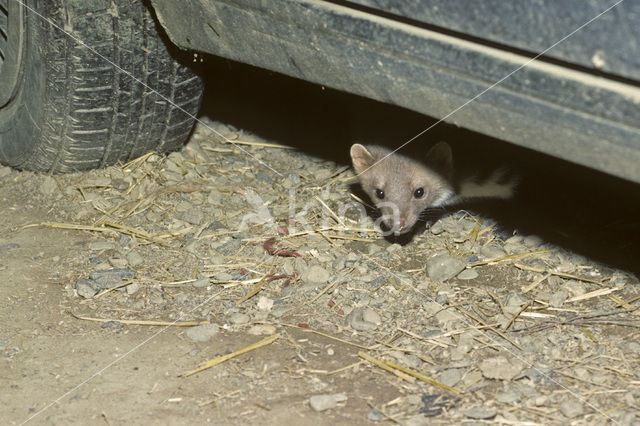 Beech Marten (Martes foina)