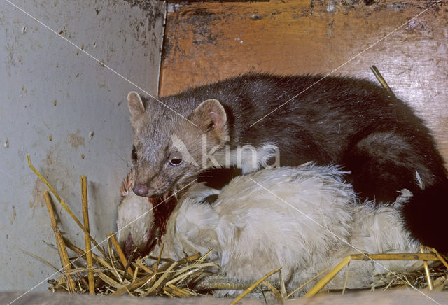 Beech Marten (Martes foina)