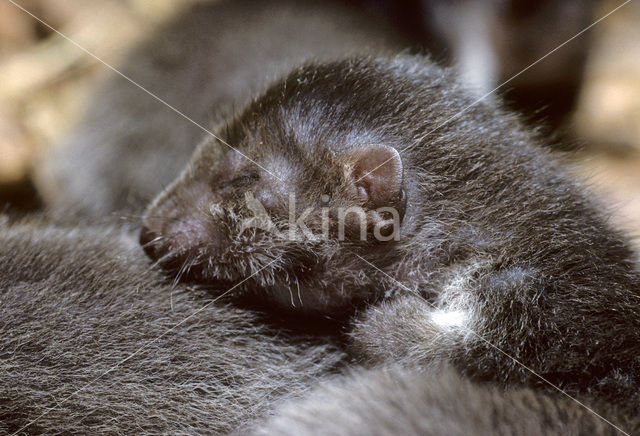 Beech Marten (Martes foina)