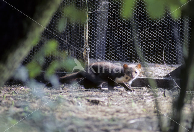 Beech Marten (Martes foina)