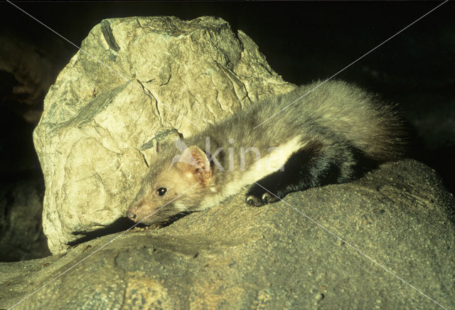 Beech Marten (Martes foina)