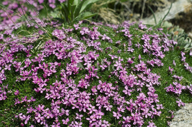 moss campion (Silene acaulis)