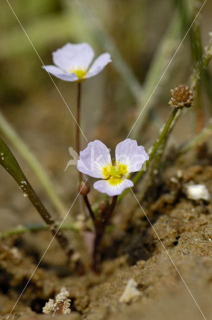 Lesser Waterplantain (Echinodorus ranunculoides)