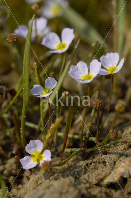 Stijve moerasweegbree (Echinodorus ranunculoides)