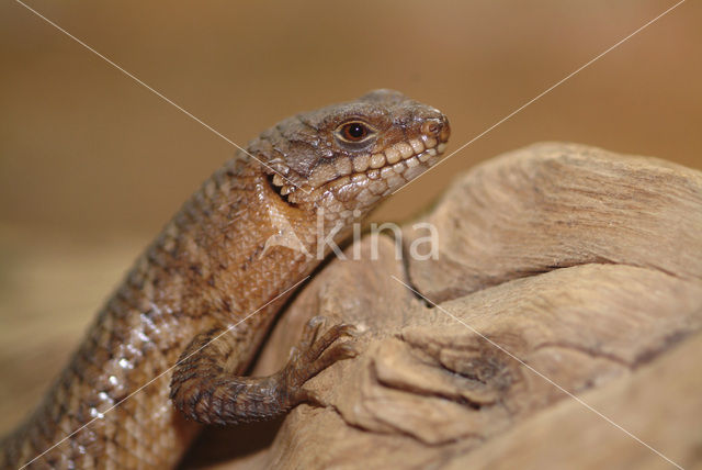 Gidgee Skink (Egernia stokesi)