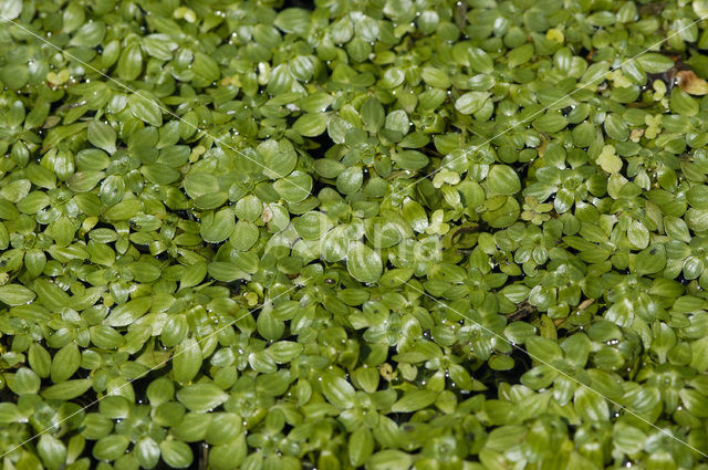 Stomphoekig sterrenkroos (Callitriche obtusangula)