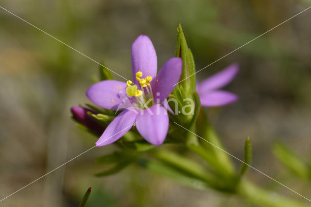 Strandduizendguldenkruid (Centaurium littorale)