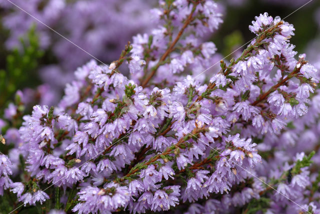 Heather