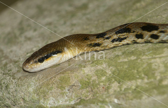 Taiwanese beauty snake (Elaphe taeniura friesei)