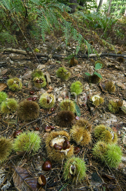 Sweet Chestnut (Castanea sativa)