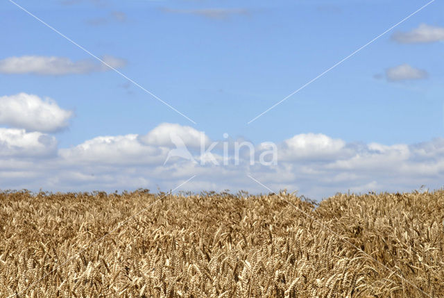 Bread Wheat (Triticum aestivum)