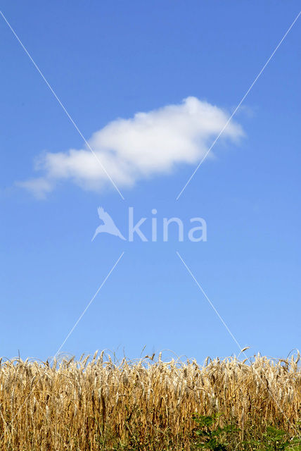 Bread Wheat (Triticum aestivum)