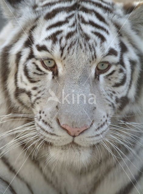 Tijger (Panthera tigris)