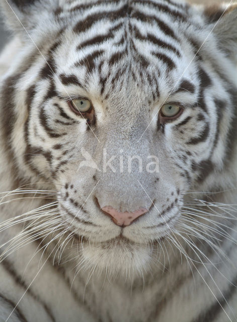 Tiger (Panthera tigris)