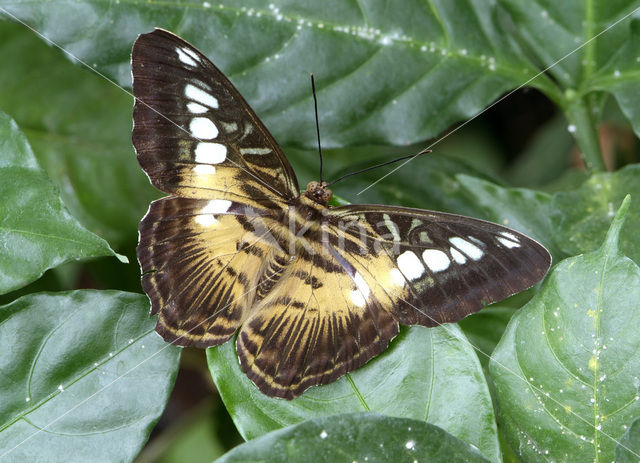 Tijgervlinder (Parthenos sylvia)