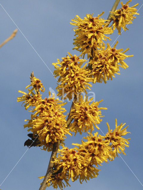Chinese witchhazel (Hamamelis mollis)