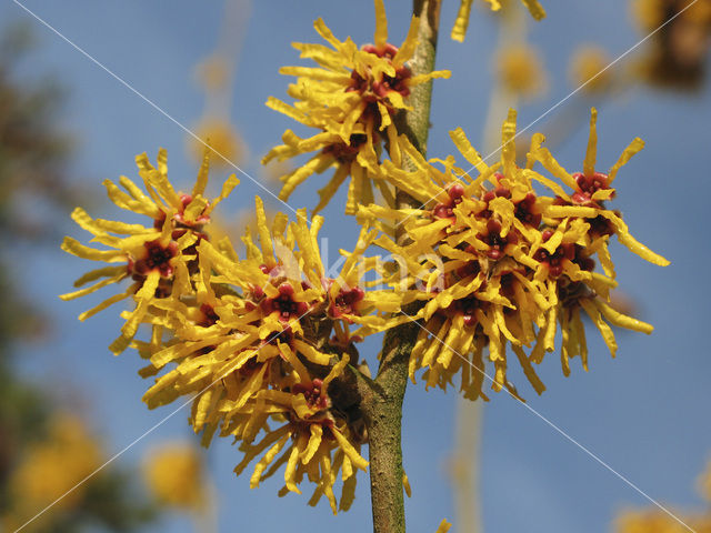Chinese witchhazel (Hamamelis mollis)