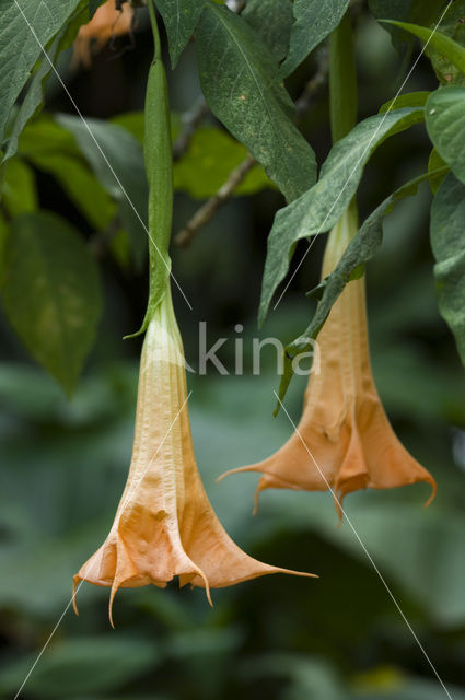 trumpet creeper (Campsis sp.)