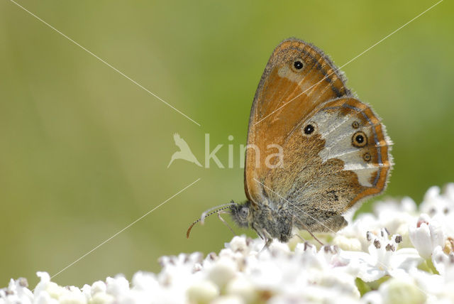 Pearly Heath (Coenonympha arcania)