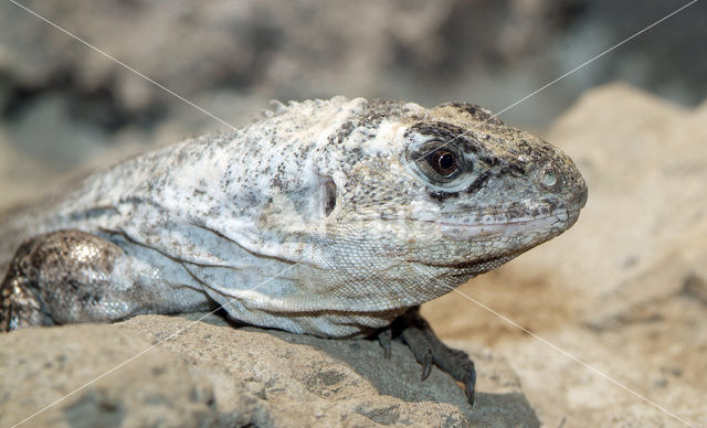 Utila leguaan (Ctenosaura bakeri )