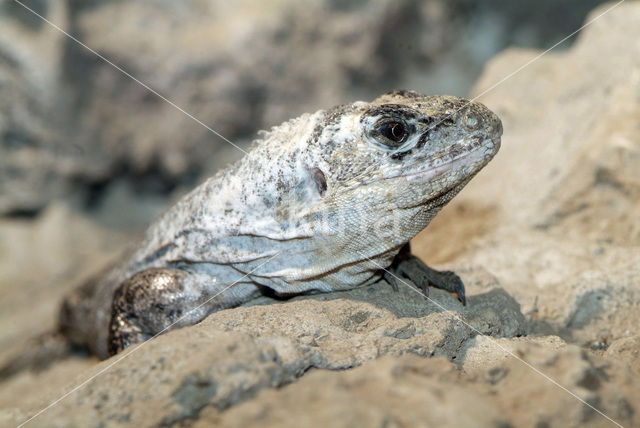 Utila leguaan (Ctenosaura bakeri )