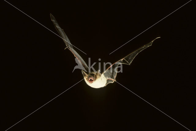 Mouse-eared Bat (Myotis myotis)