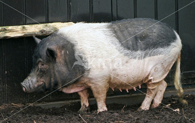 Pig (Sus domesticus)