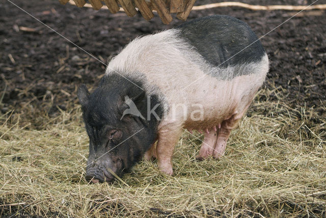 Pig (Sus domesticus)