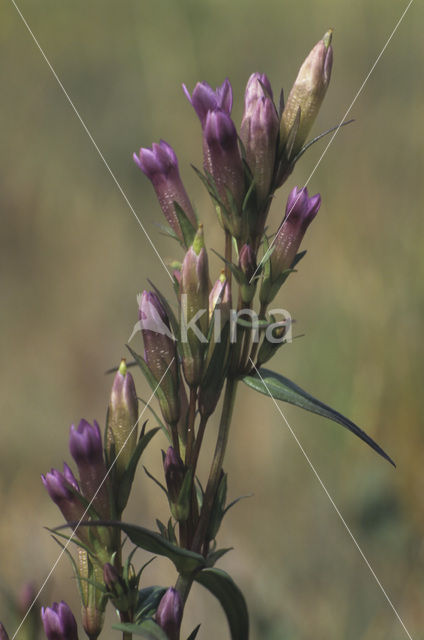 Field Gentian (Gentianella campestris)