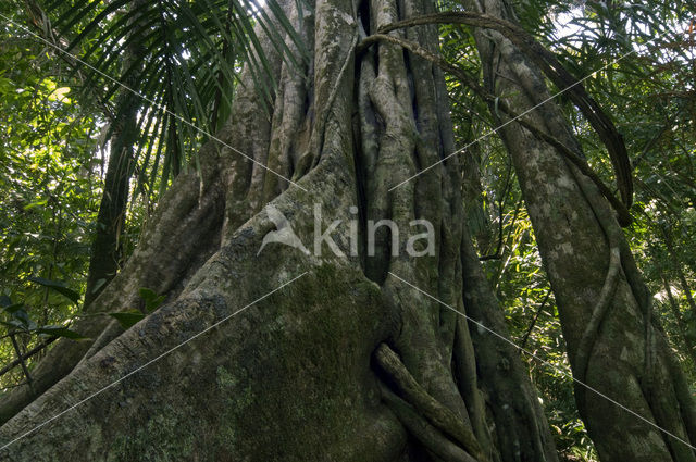 Fig (Ficus spec.)