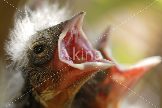 Vink (Fringilla coelebs)