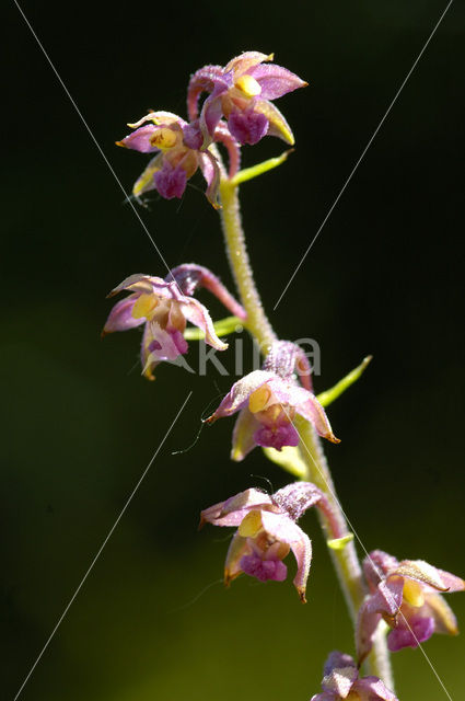 Violette wespenorchis (Epipactis purpurata)