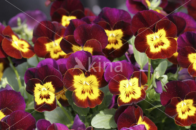 Violet (Viola spec.)